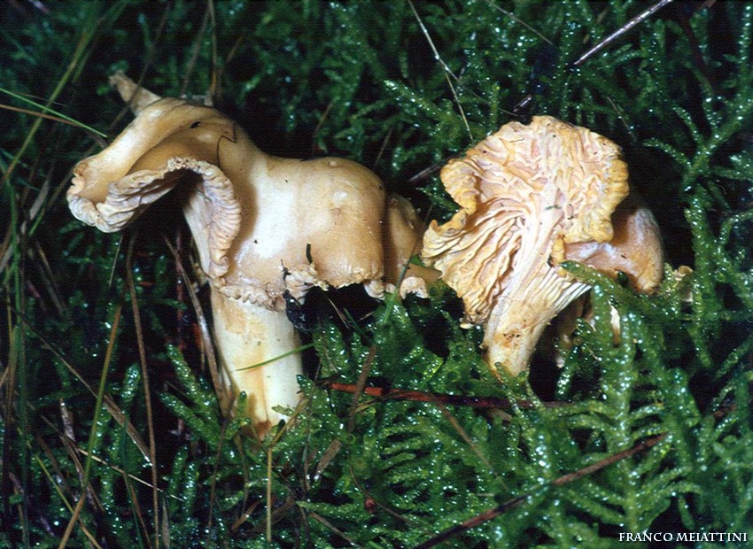 Cantharellus